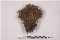 藏品(島衣屬 )的圖片